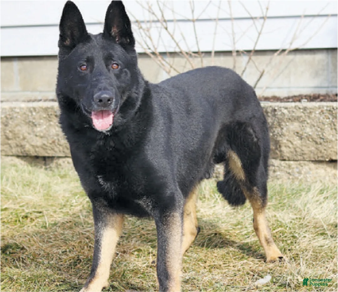 German Shepherd dogs for sale: Hunter - Ad 6