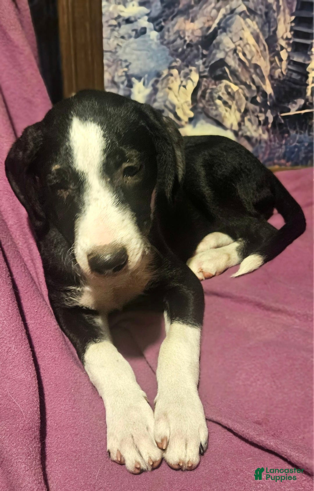Border Collie dogs for sale: Fang - Ad 13