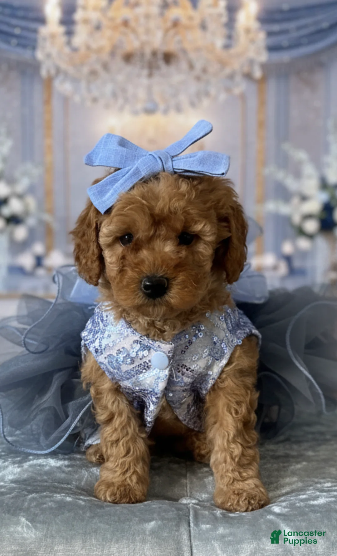 Miniature Poodle dogs for sale: ZARA -AKC Genetically Tested Parents  - Ad 1