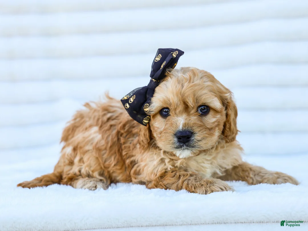 Cavapoo dogs for sale: Bruce - Ad 1