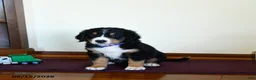 Greater Swiss Mountain Dog dogs for sale: Wanda - Ad 3