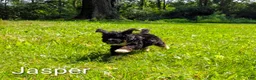 Mini Bernedoodle dogs for sale: Jasper - Ad 4