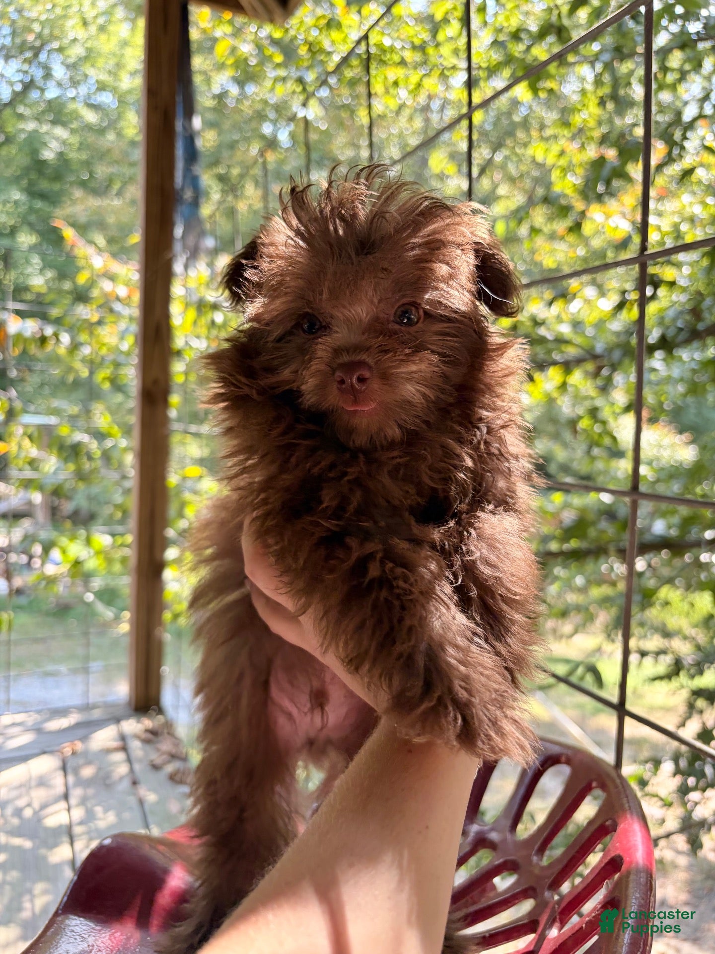 Pomapoo dogs Pomapoo 1 - Ad 12