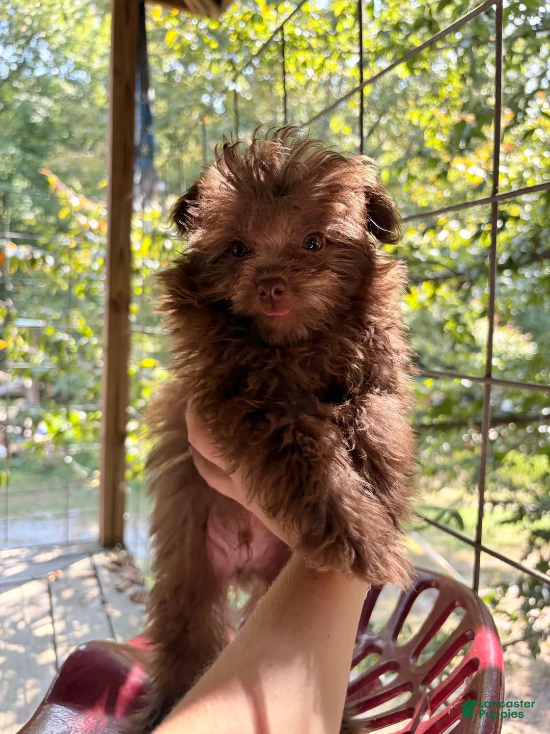 Pomapoo dogs for sale: Pomapoo 1 - Ad 1