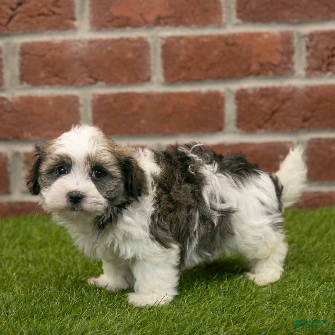 Havapoo dogs for sale: Ace - Ad 8