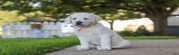 Labrador Retriever dogs for sale: Sherry - Ad 6