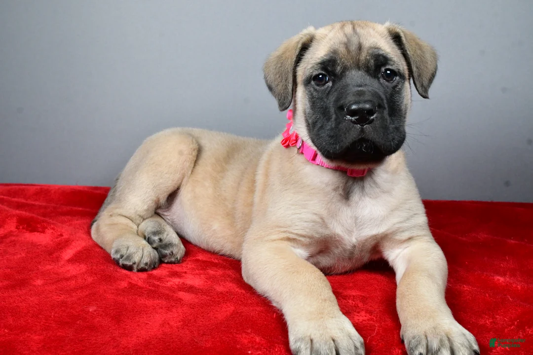 English Mastiff dogs for sale: Heidi - Ad 2