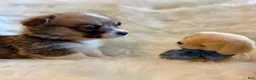 Welsh Corgi Pembroke dogs for sale: Franco - Ad 3