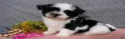 Havanese dogs for sale: Cookie - Ad 1