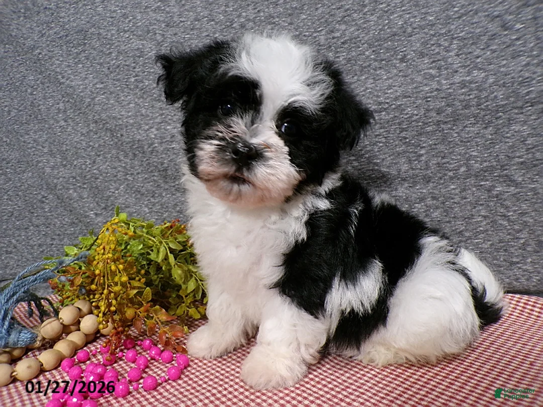 Havanese dogs for sale: Cookie - Ad 1