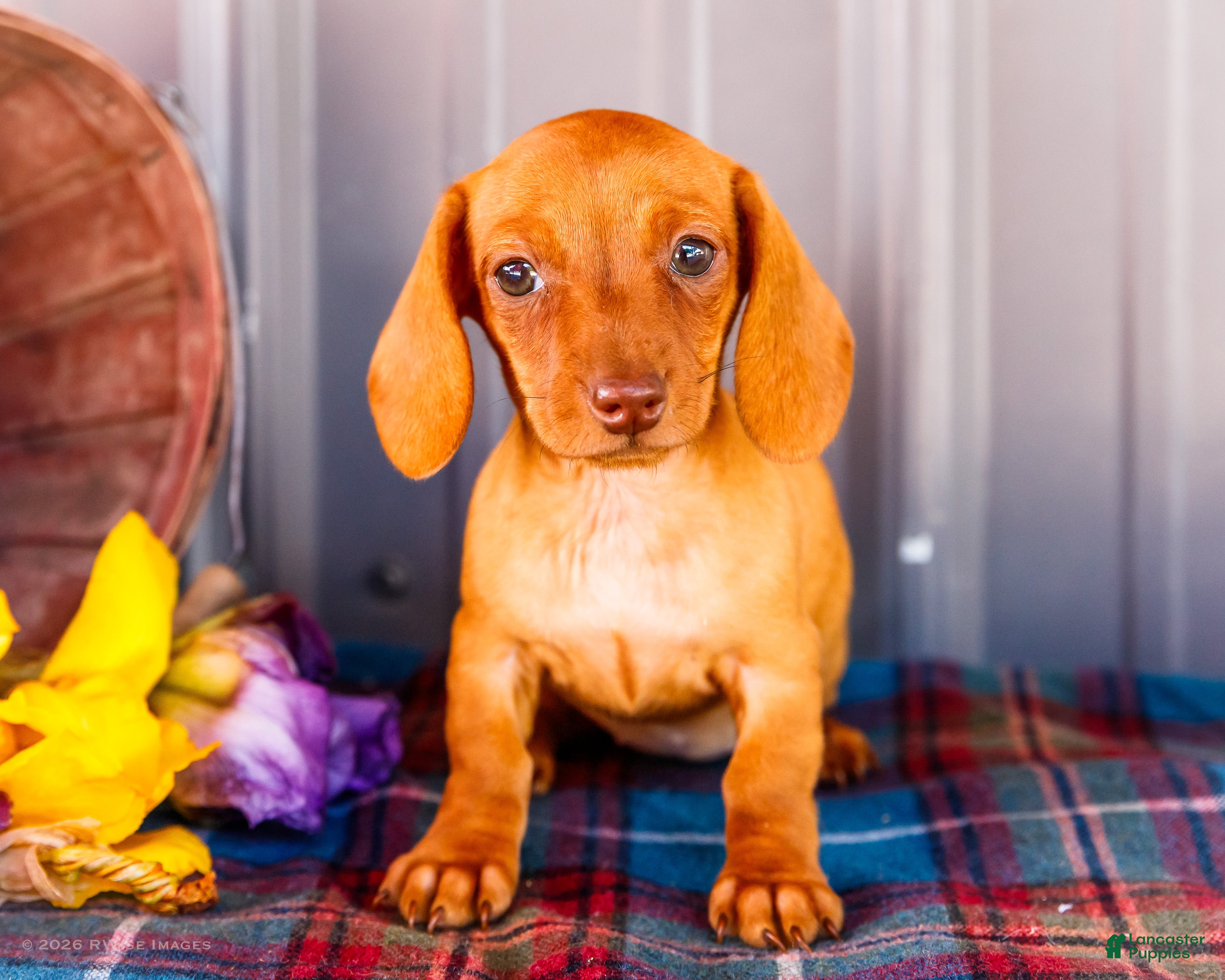Miniature Dachshund dogs Brenda - Ad 1