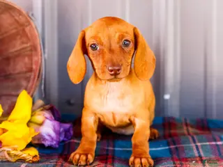Miniature Dachshund dogs for sale: Brenda - Ad 1