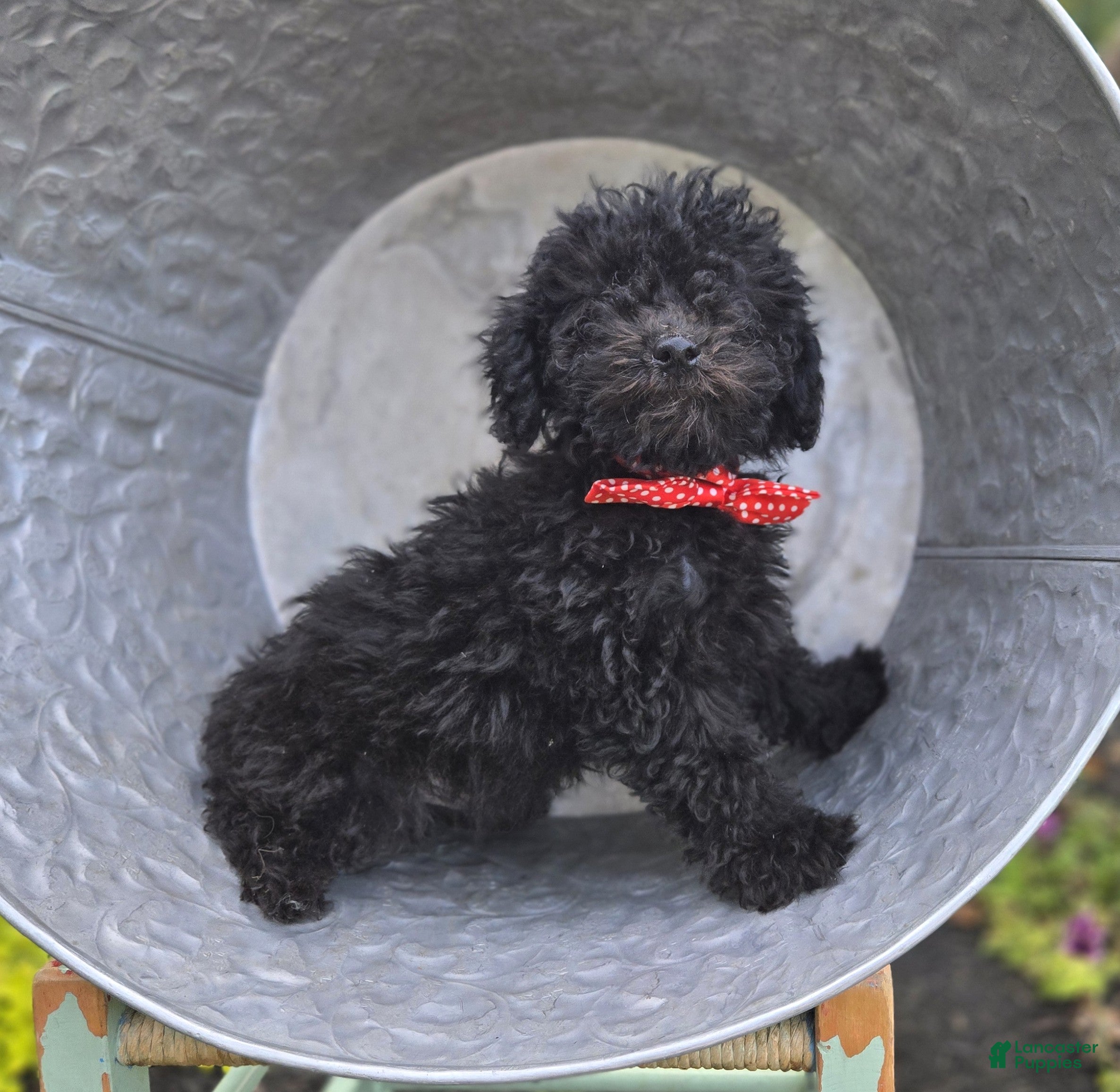 Toy Poodle dogs Blackie - Ad 1