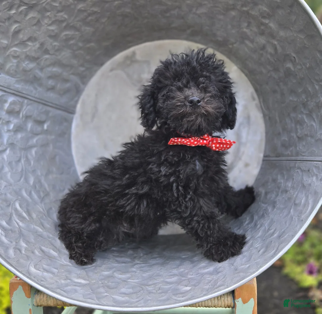 Toy Poodle dogs for sale: Blackie - Ad 1