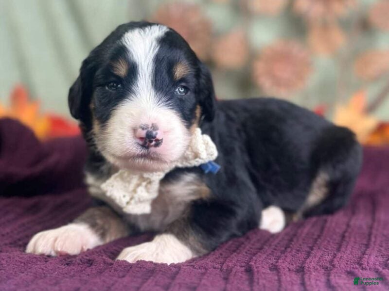 Bernedoodle dogs Ivanna - Ad 1
