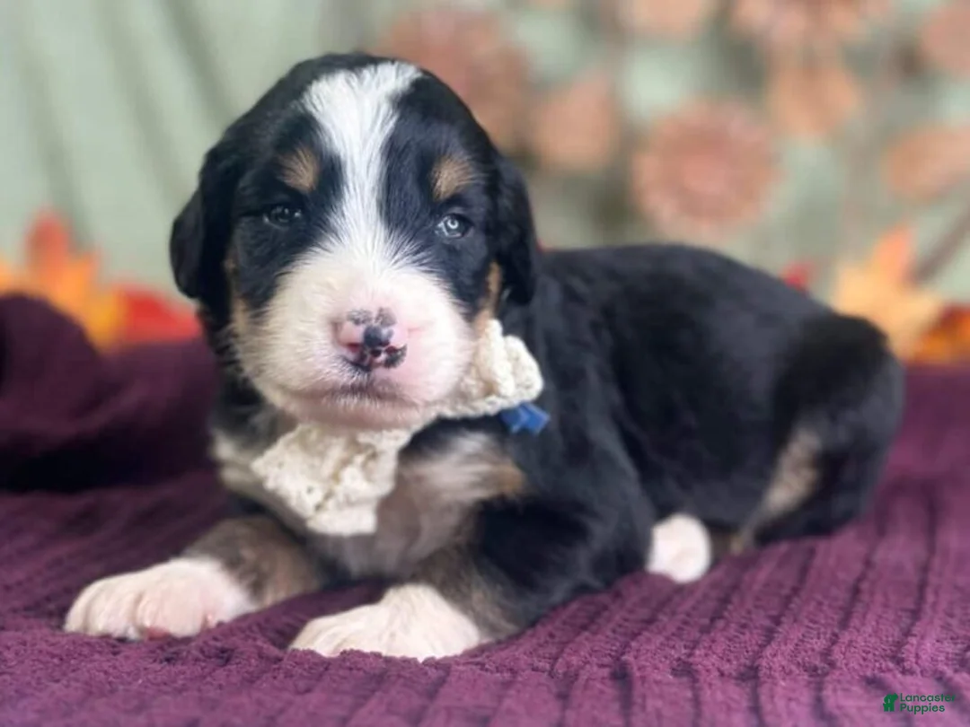 Bernedoodle dogs for sale: Ivanna - Ad 1