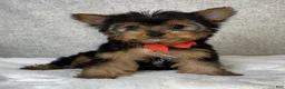 Yorkshire Terrier dogs for sale: Jay - Ad 3