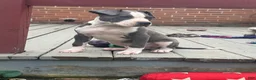 American Pit Bull Terrier dogs for sale: Blue- Banks - Ad 4