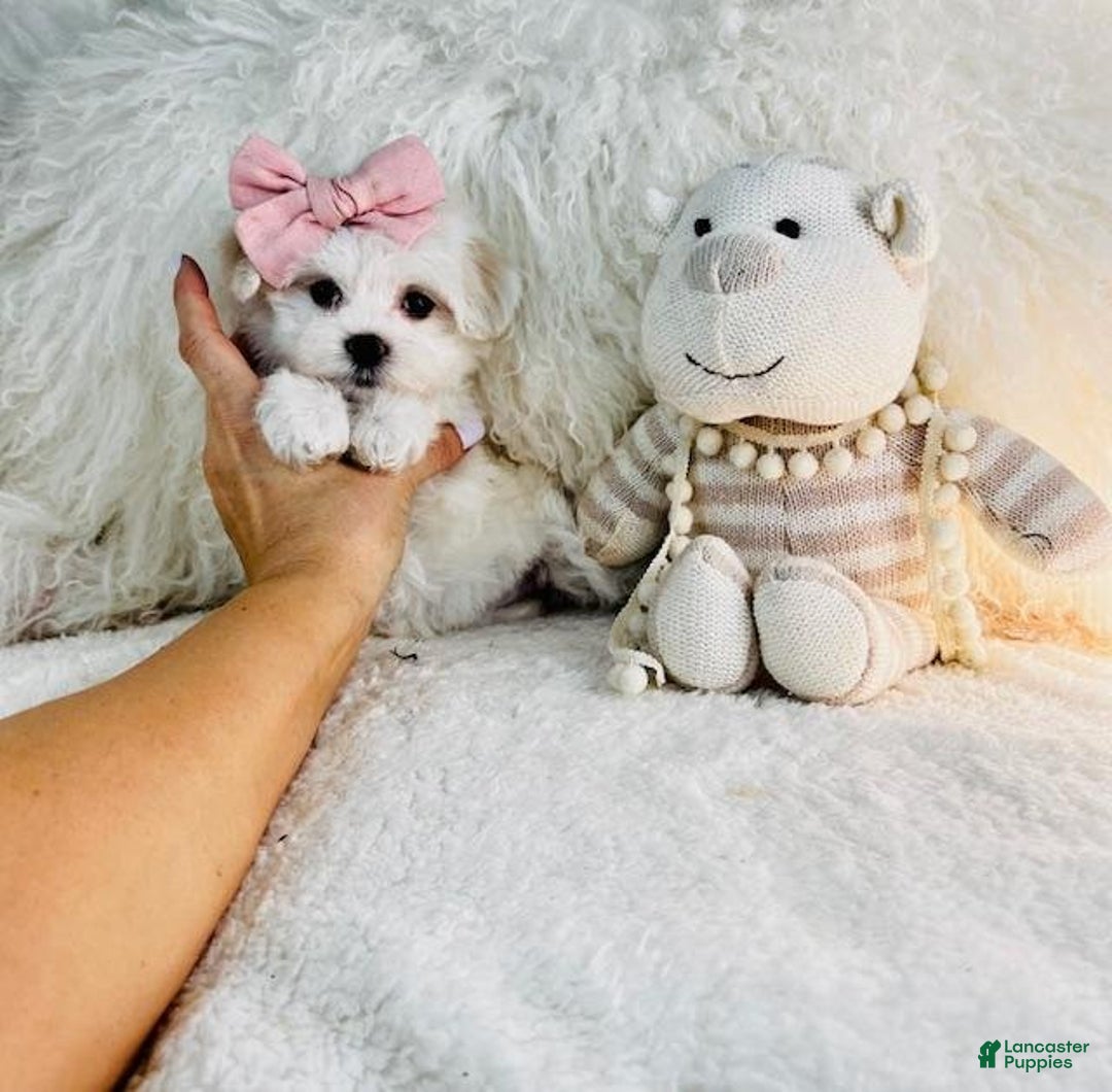 Maltese dogs for sale: Molly - Ad 2