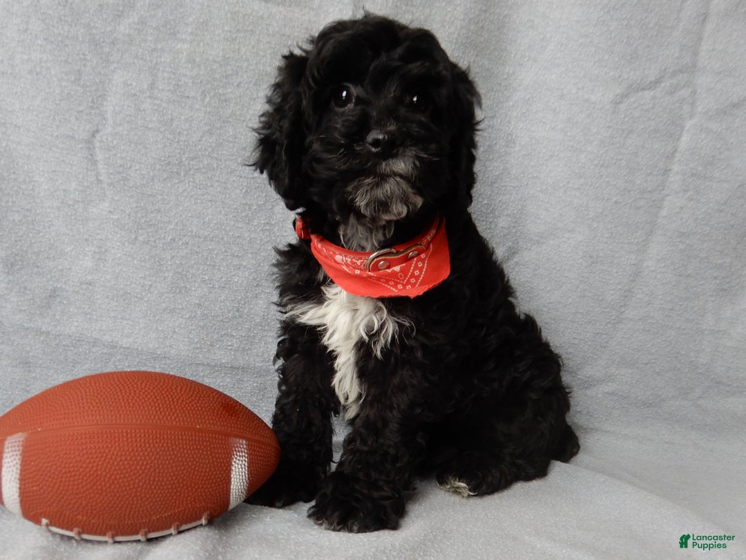 Cockapoo dogs for sale: Benny - Ad 4