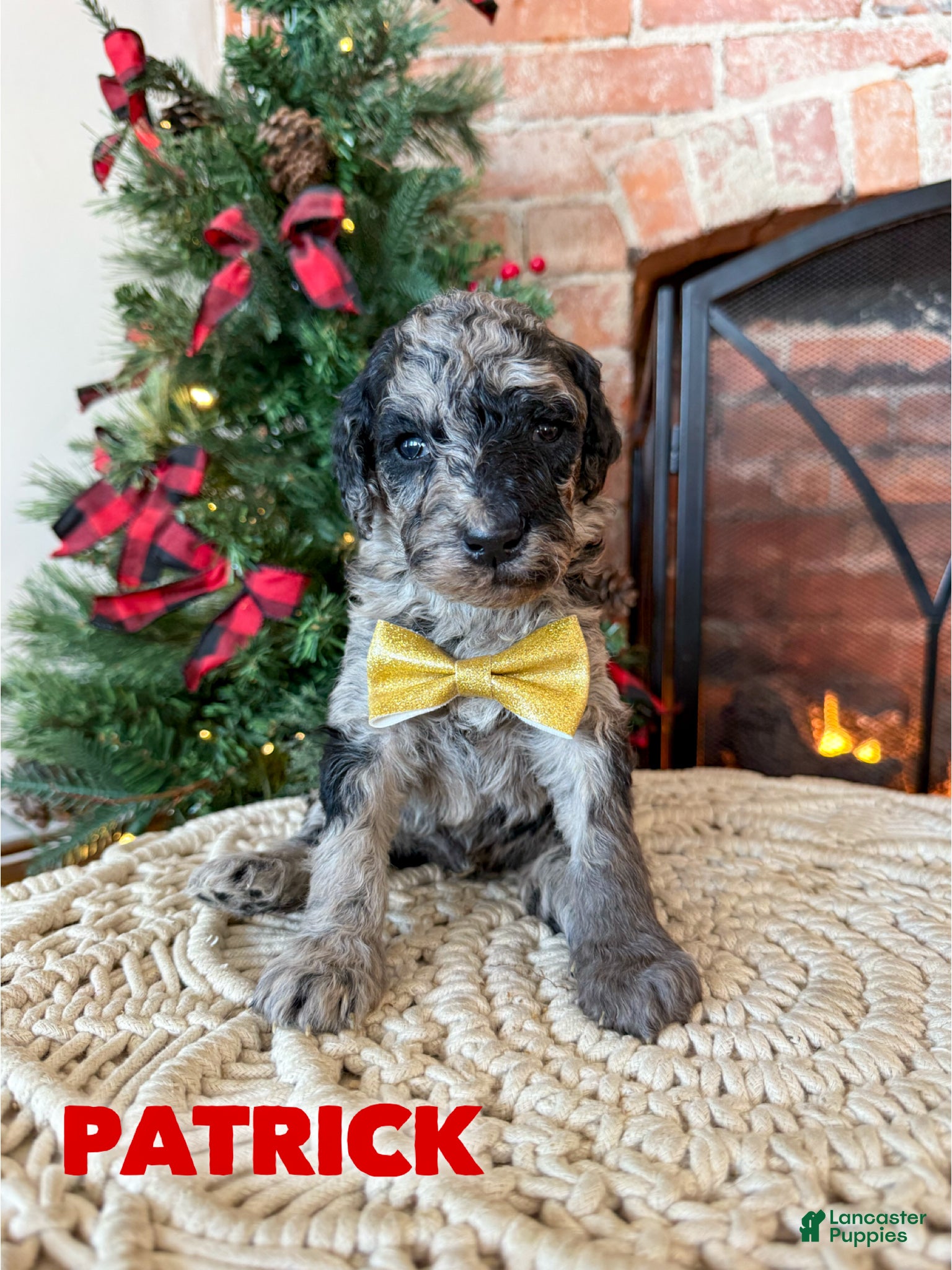 Mixed Breed dogs Patrick - Ad 23