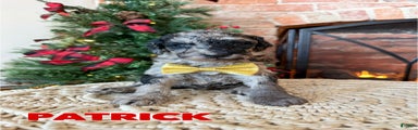 Patrick