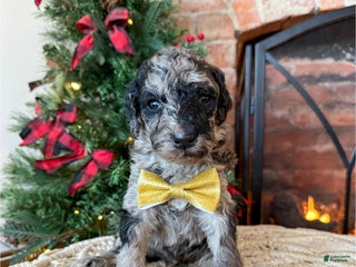 Mixed Breed dogs Patrick - Ad 23