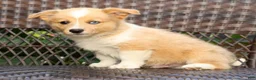 Welsh Corgi Pembroke dogs for sale: Bingo - Ad 5