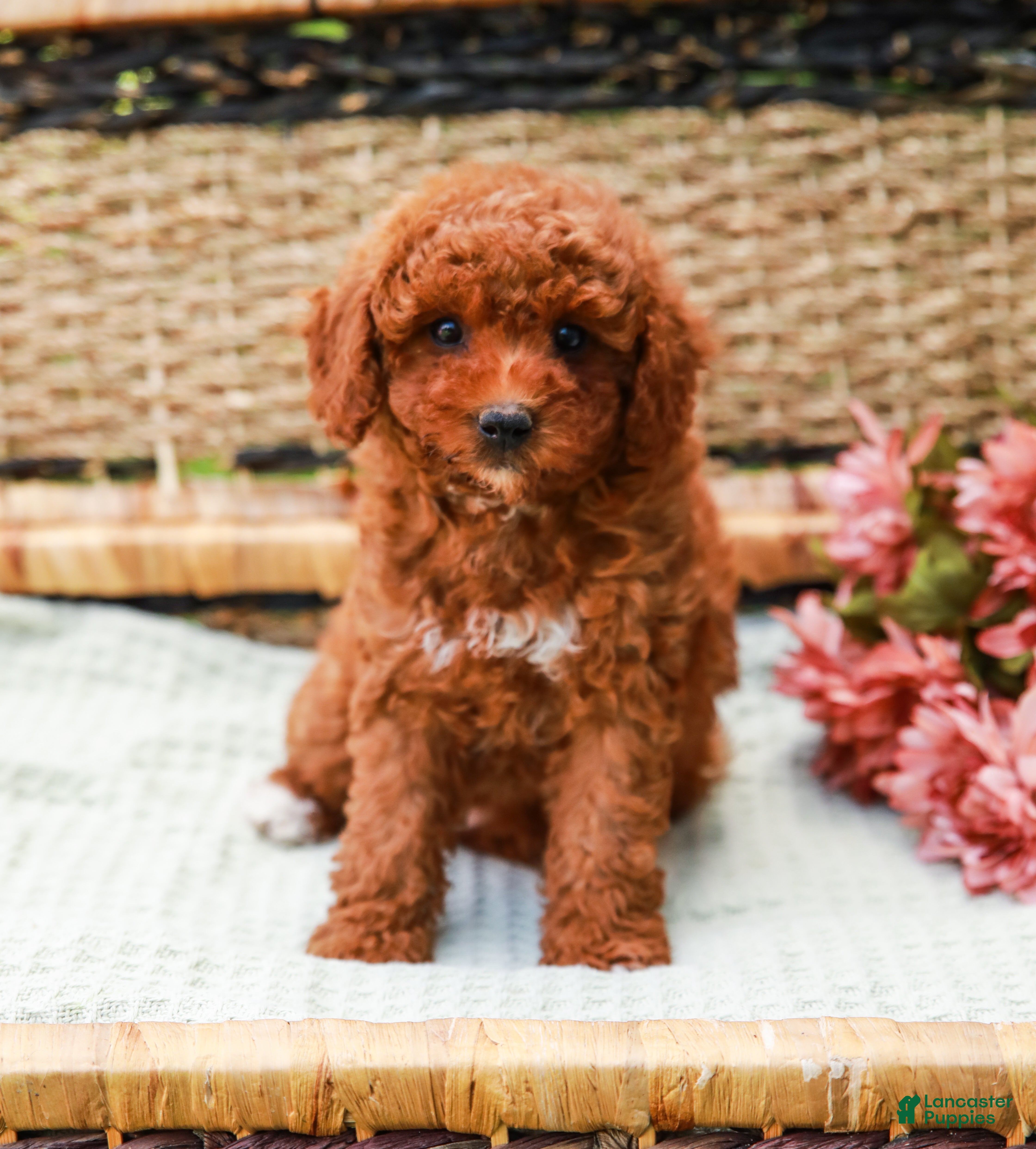 Miniature Labradoodle dogs Kiwi - Ad 2
