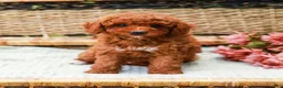 Miniature Labradoodle dogs for sale: Kiwi - Ad 2