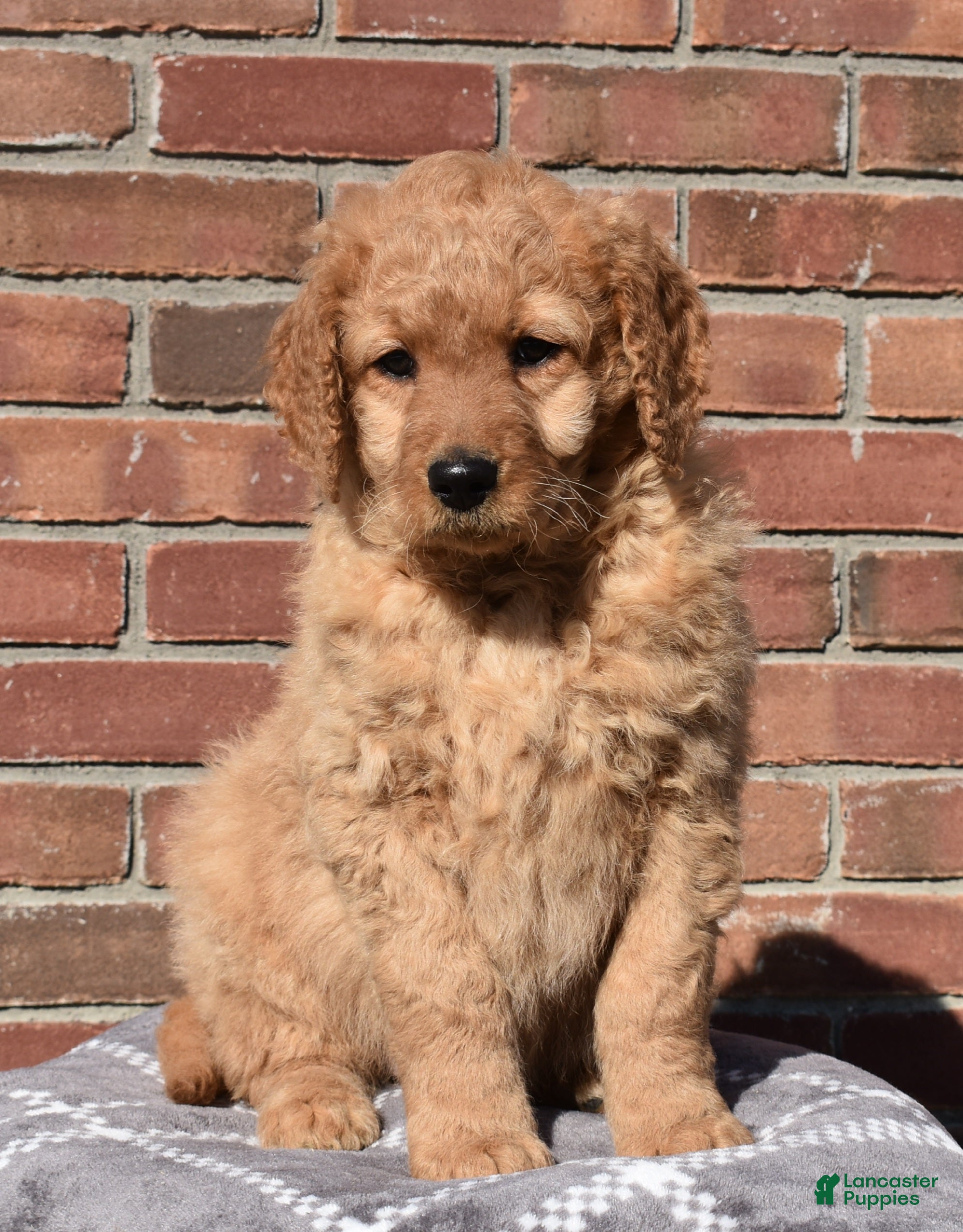 Goldendoodle dogs Buster  - Ad 34