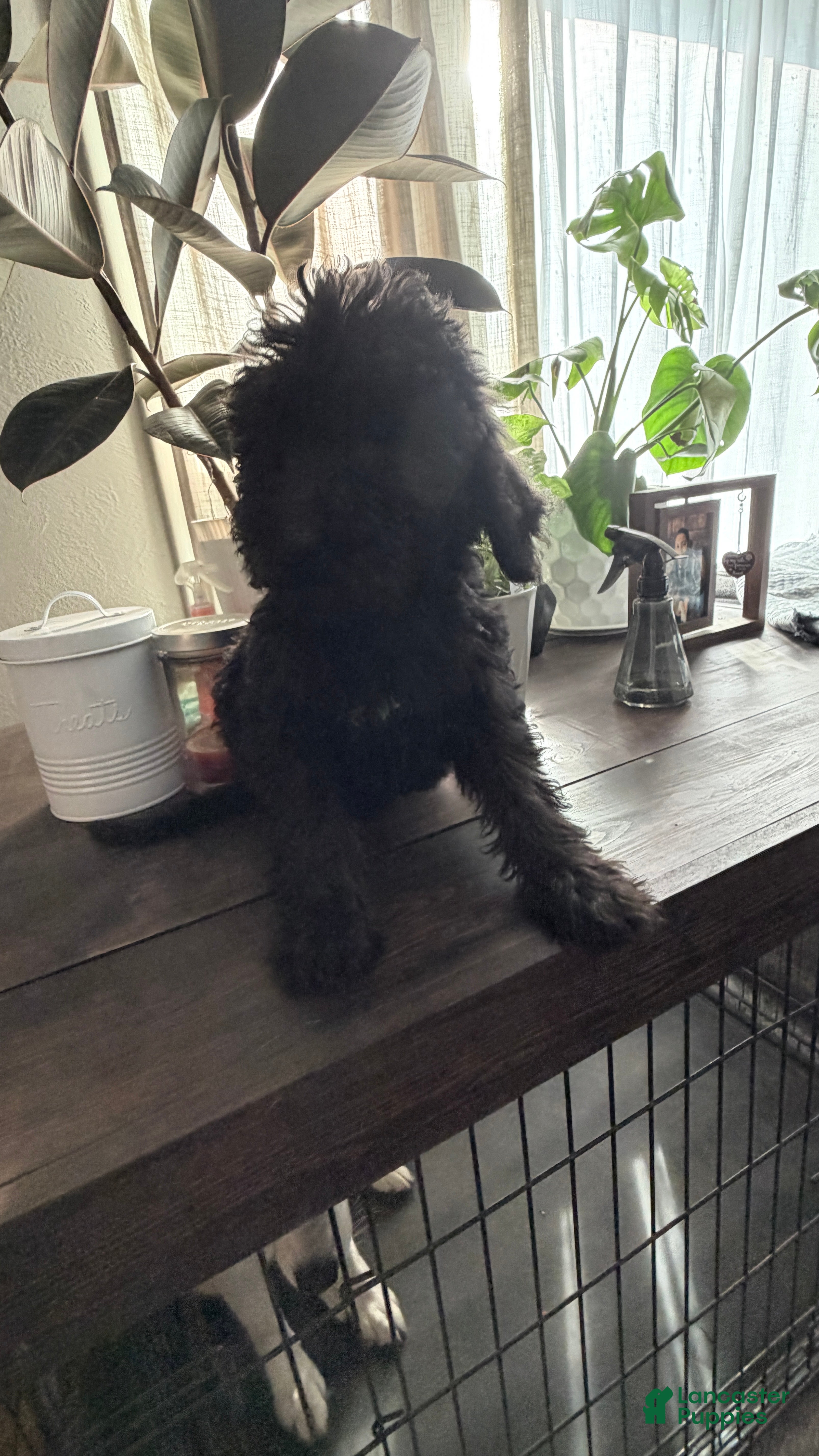 Labradoodle dogs Lady  - Ad 3