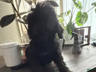 Labradoodle dogs Lady - Ad 3