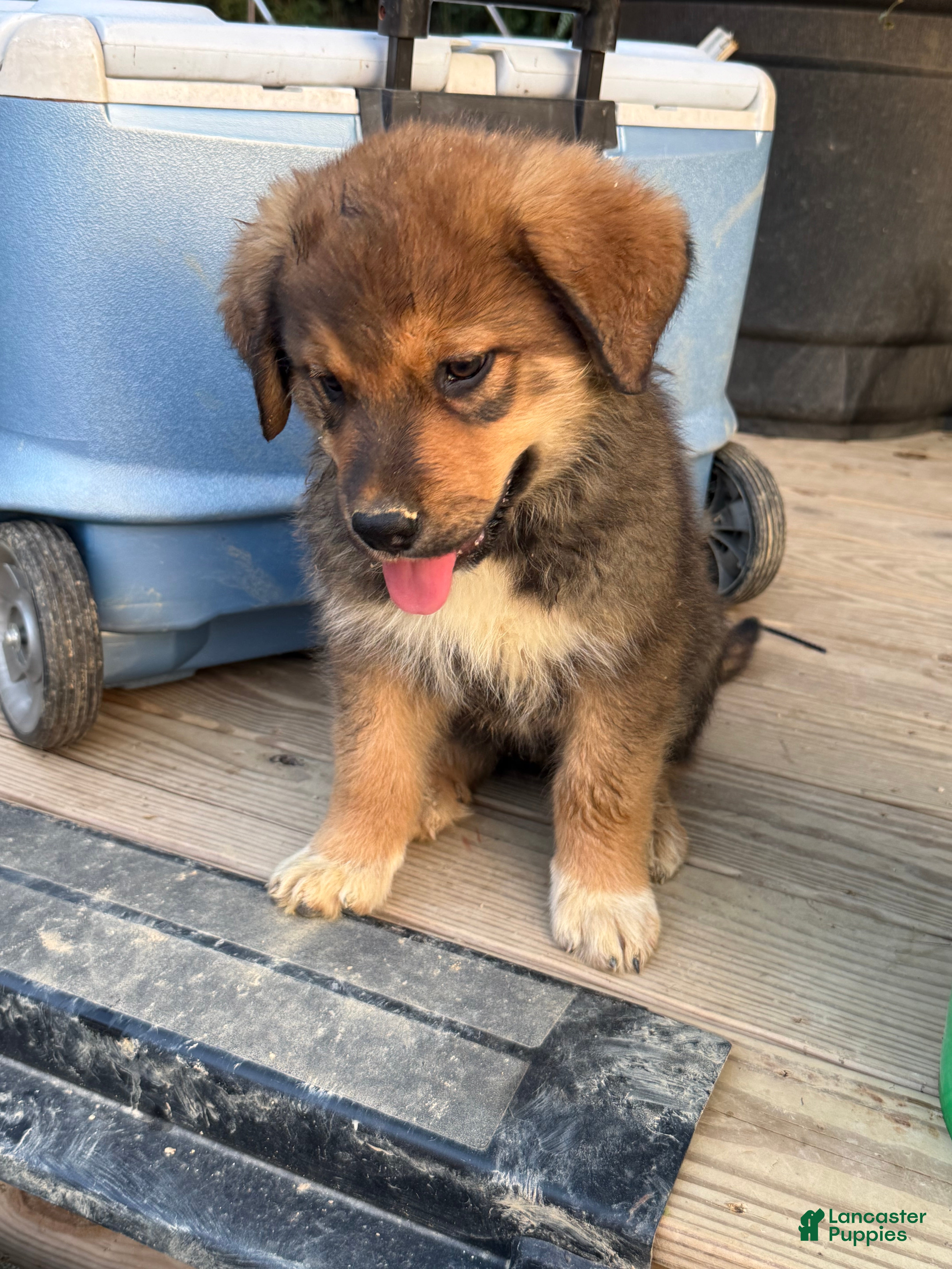 Mixed Breed dogs Cujo - Ad 2