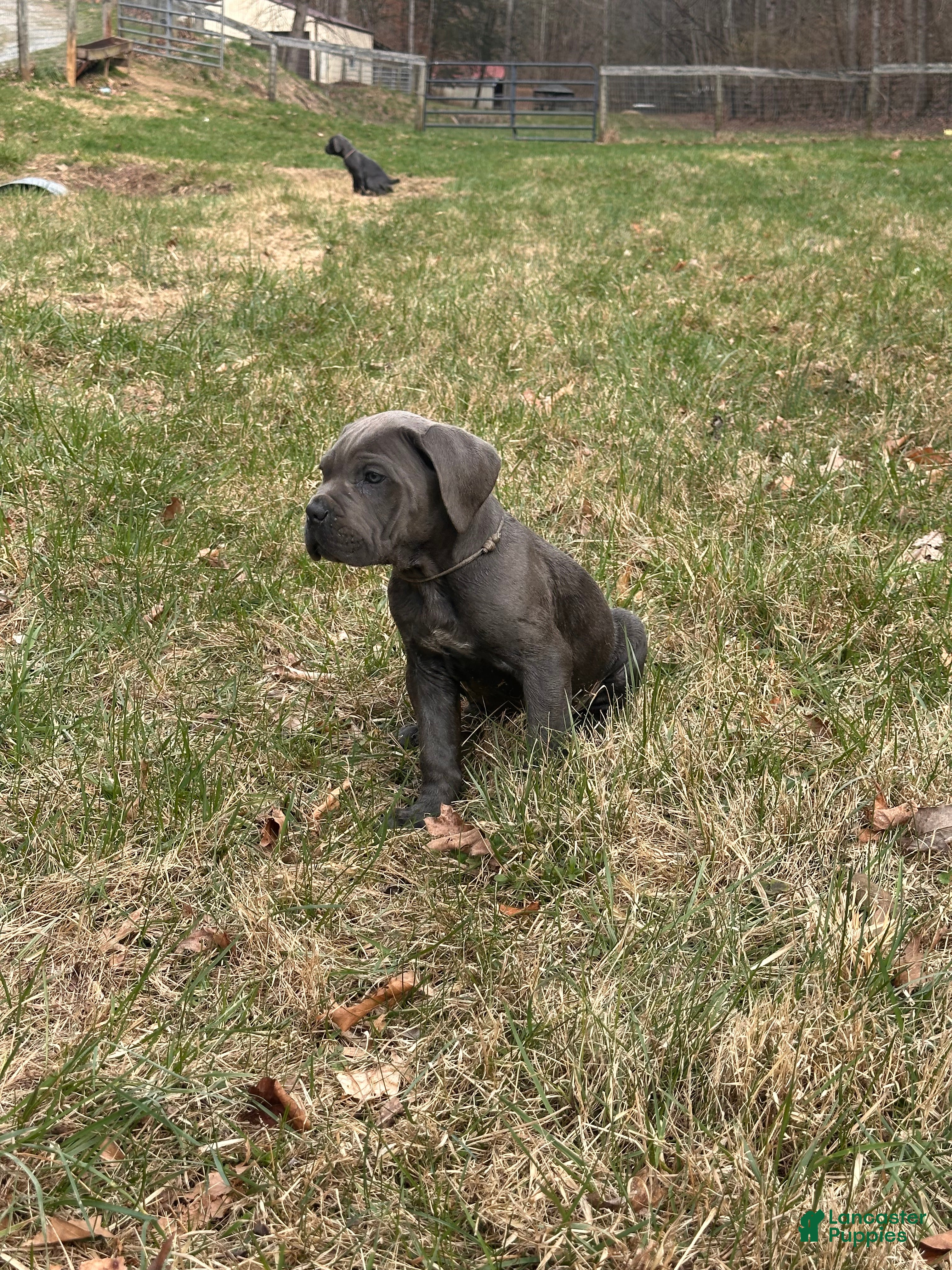 Cane Corso dogs Cane Corso Puppy 2 - Ad 34