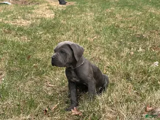 Cane Corso dogs Cane Corso Puppy 2 - Ad 34