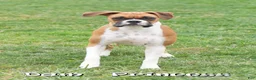 Boxer dogs for sale: Tessie - Ad 7