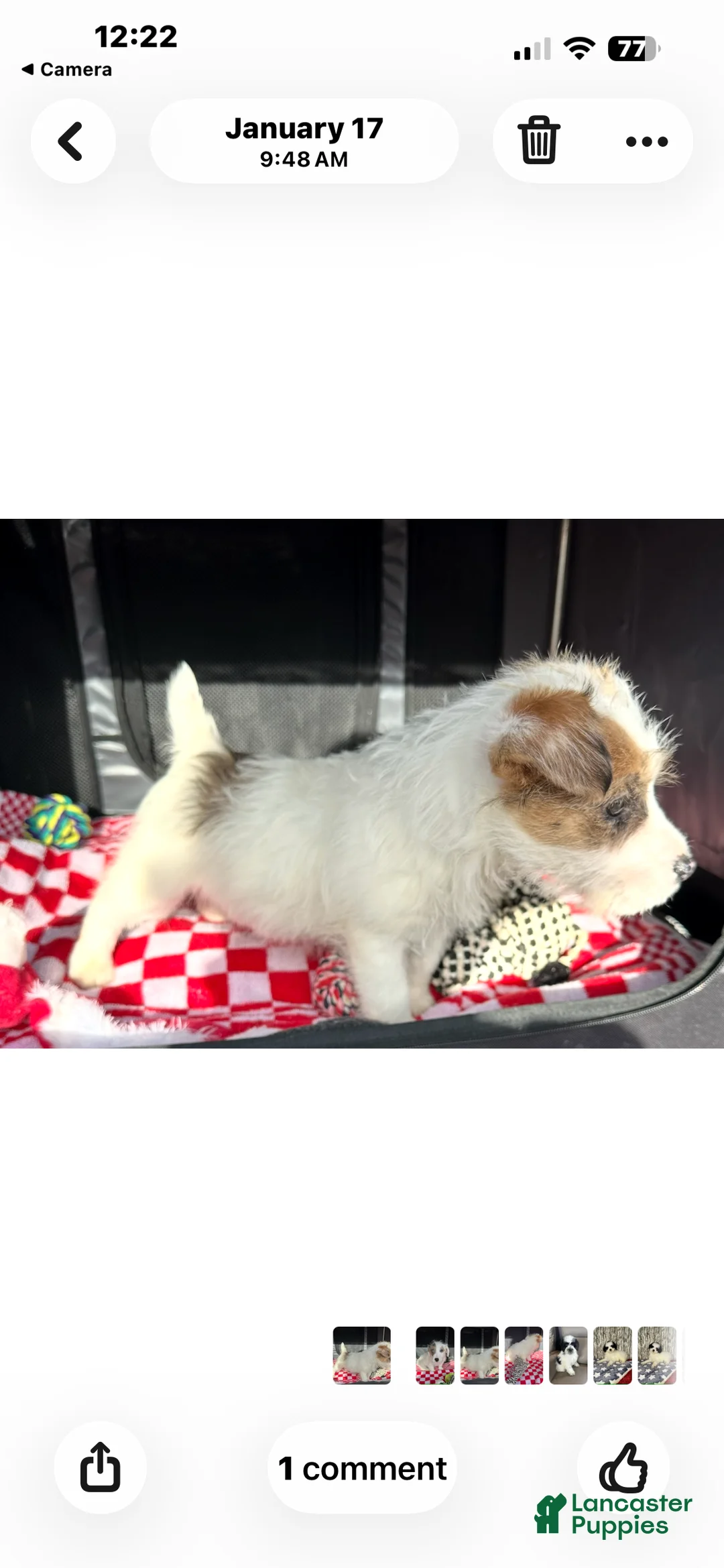 Jack Russell Terrier dogs for sale: Jack Russell Terrier Puppy 1 - Ad 4