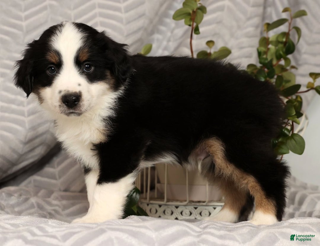 Miniature Australian Shepherd dogs for sale: Jasper - Ad 7