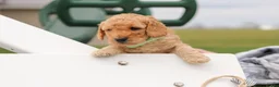 Mini Goldendoodle dogs for sale: Tyrone - Ad 6