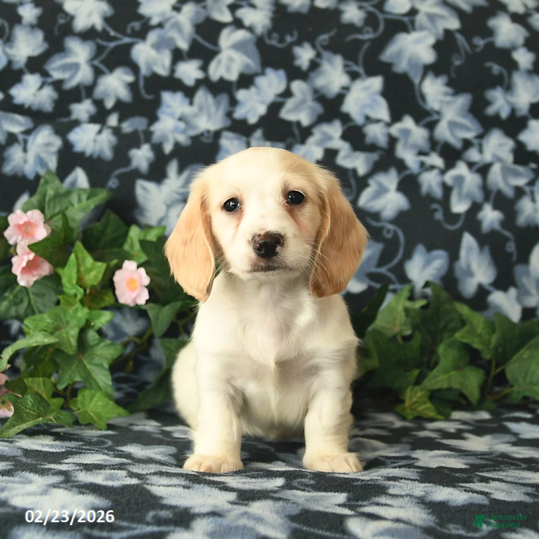 Miniature Dachshund dogs for sale: Silver Star  - Ad 1