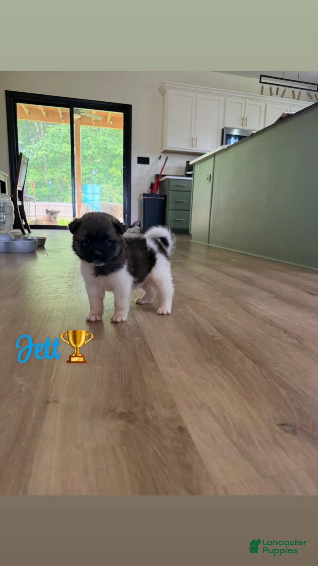 Akita dogs for sale: Jett - Ad 1