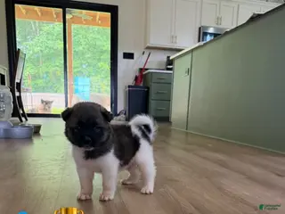 Akita dogs Jett - Ad 15