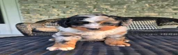 Mini Bernedoodle dogs for sale: Mini Bernedoodle Puppy 1 - Ad 15