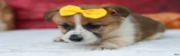 Welsh Corgi Pembroke dogs for sale: Ariel 💕 - Ad 7