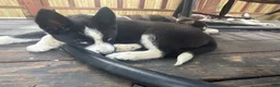 Siberian Husky dogs for sale: Skye - Ad 9