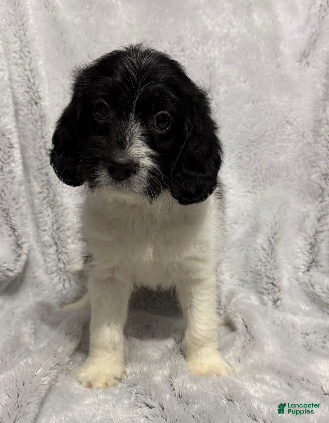 Mixed Breed dogs for sale: Cole - Ad 5