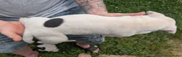 American Pit Bull Terrier dogs for sale: American Pit Bull Terrier Puppy 6 - Ad 3