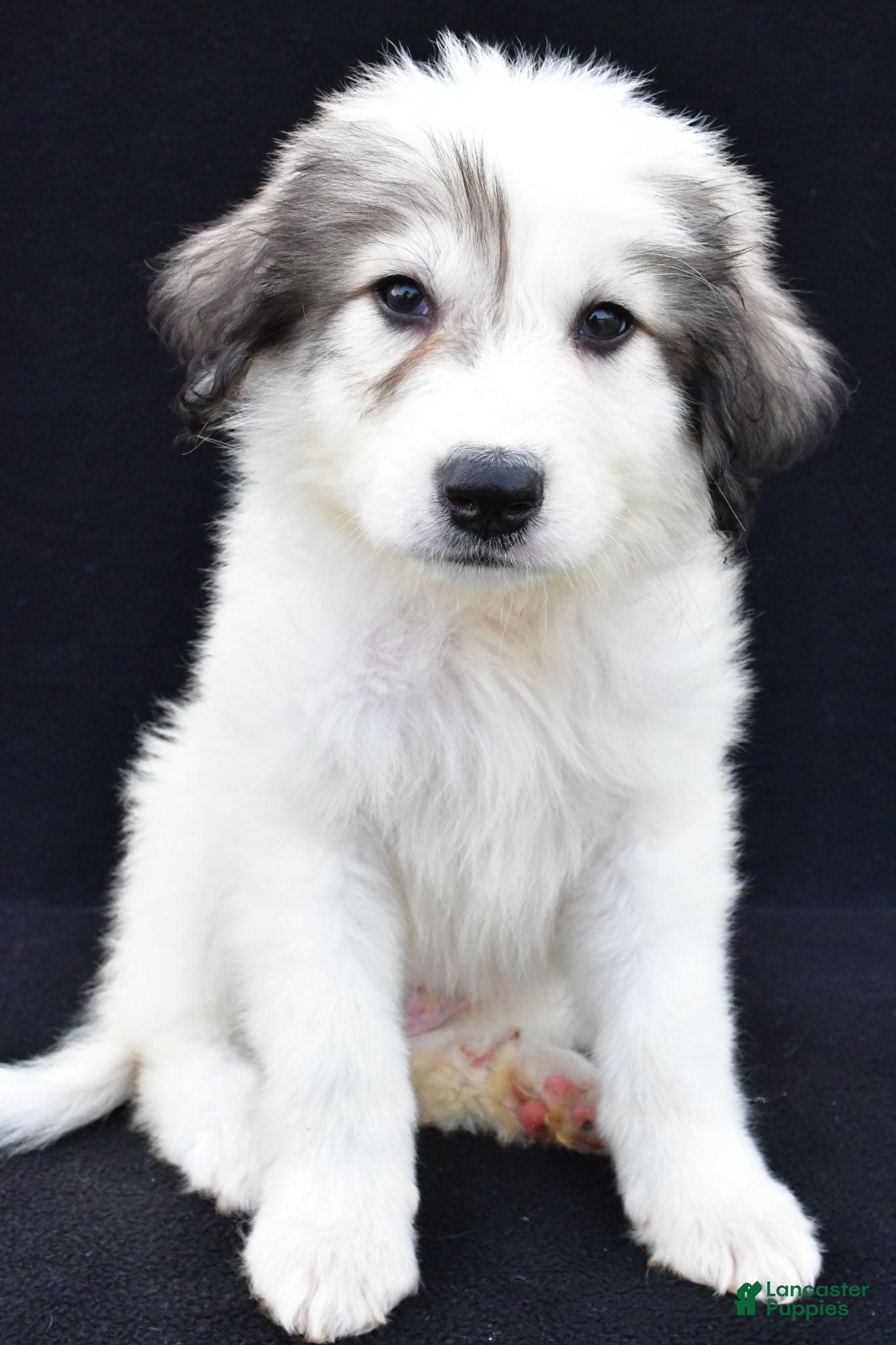 Great Pyrenees dogs Marcus - Ad 1