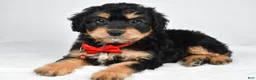 Mixed Breed dogs for sale: Teagan - Ad 8